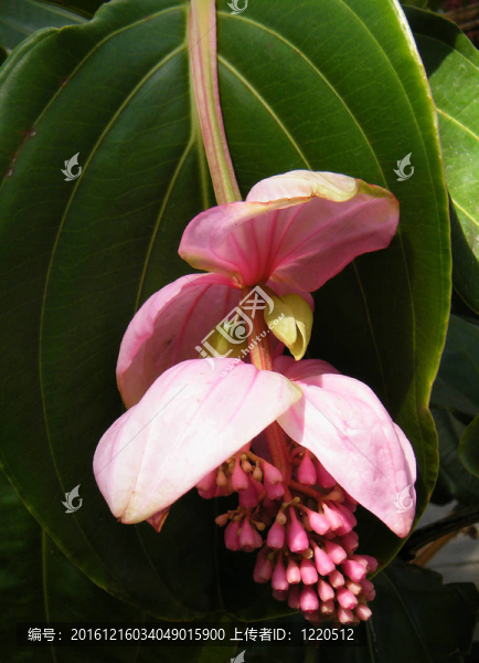 華盛頓寶蓮燈2010