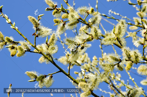 小貓?jiān)诖禾焓㈤_的樹枝藍(lán)天