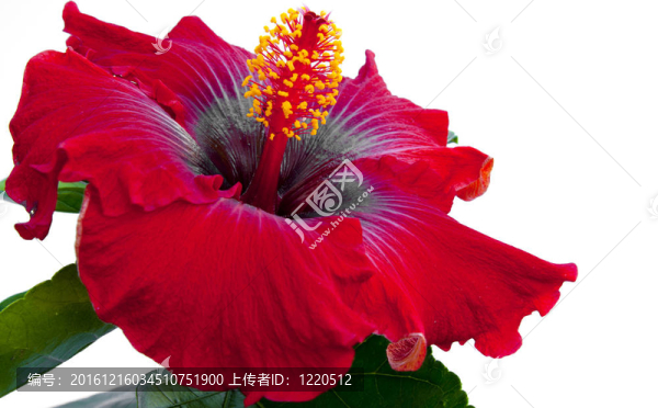 西班牙小姐芙蓉花
