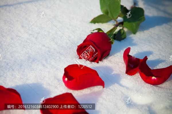 雪上紅玫瑰。