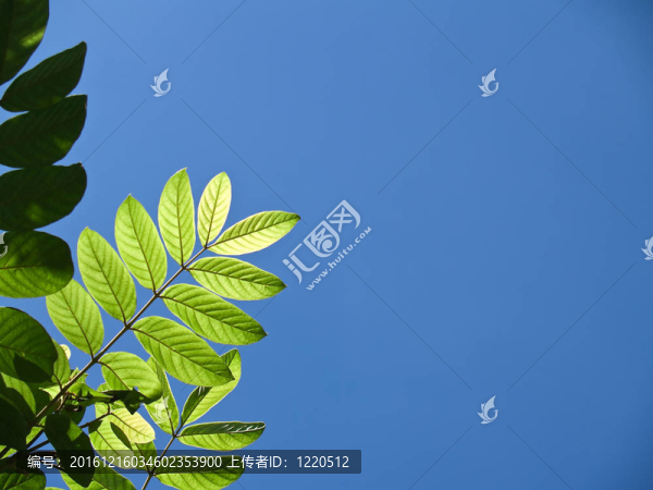 綠色的樹葉