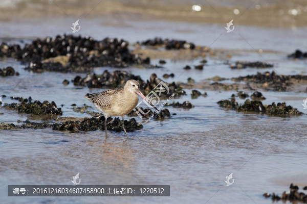 美麗的海鳥