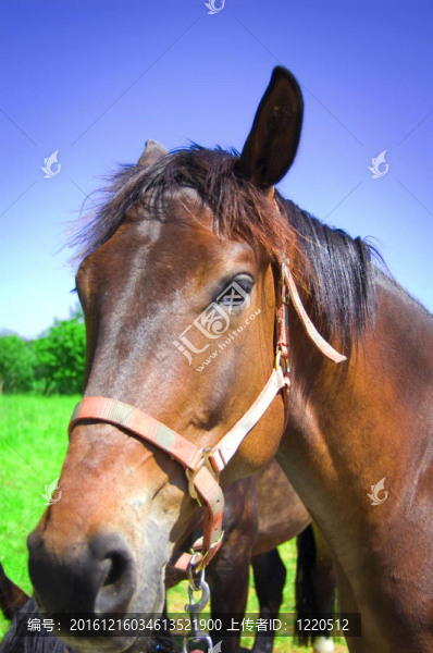 棕色的馬。