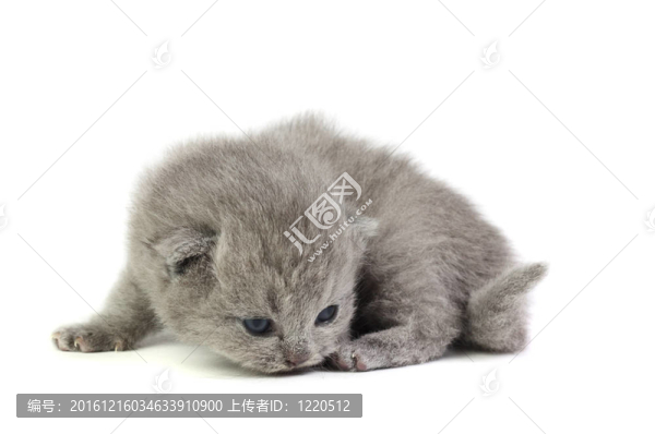 小貓
