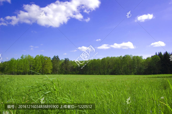 場(chǎng)域和森林概念圖。