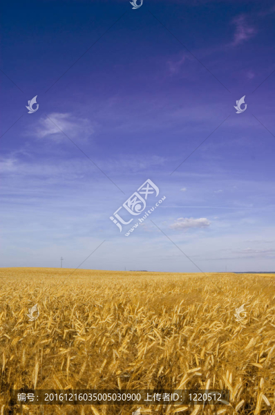 夏天的風景。