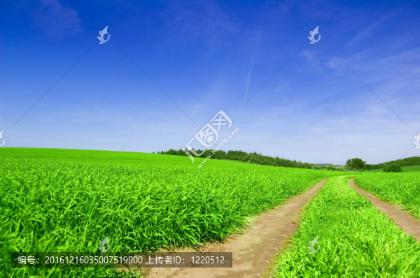 綠色領(lǐng)域與道路和藍(lán)天。