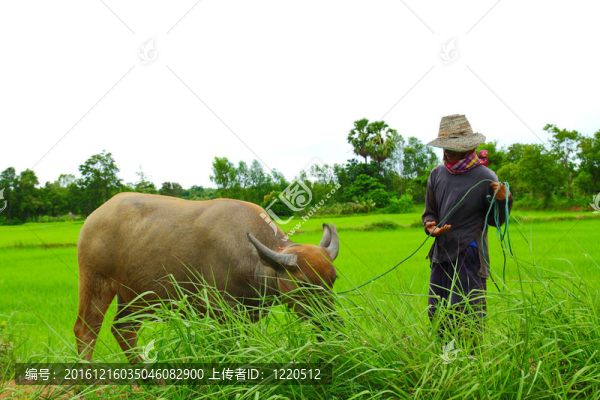 泰國男性農(nóng)民與水牛在外地