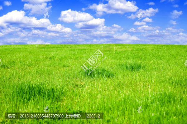草地概念圖。
