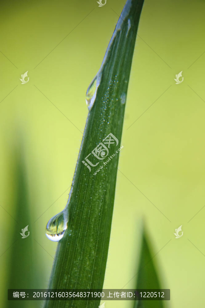 草地上的露水