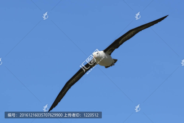 黑眉信天翁