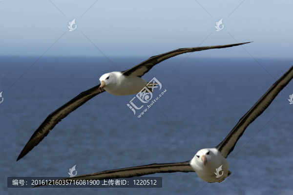 黑眉信天翁