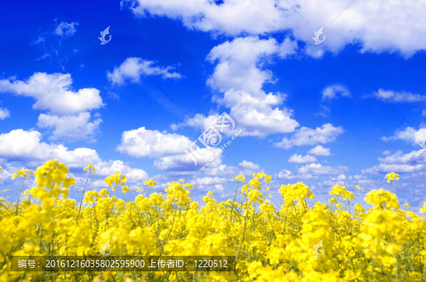 春天的風景。