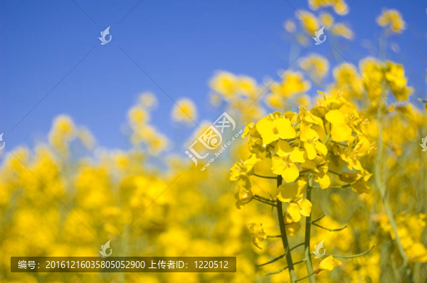 黃色的花。