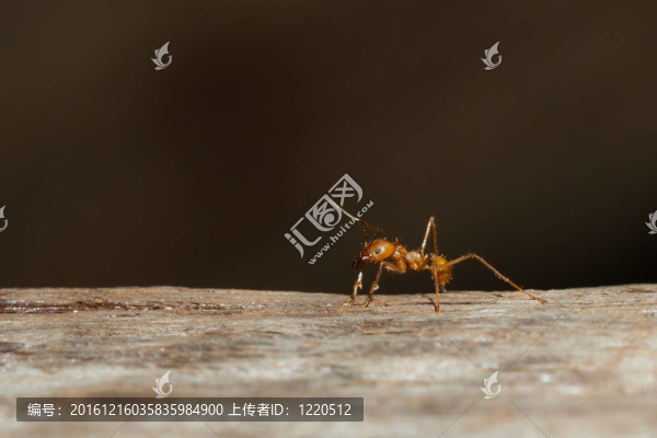 切葉蟻
