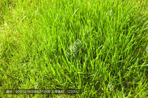 草概念形象。