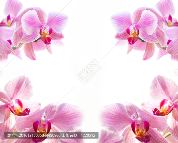 Flowers。