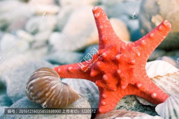 海洋概念圖像。