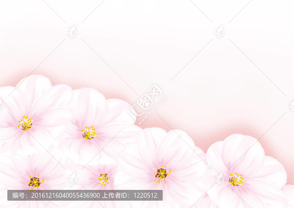 開花的櫻桃樹