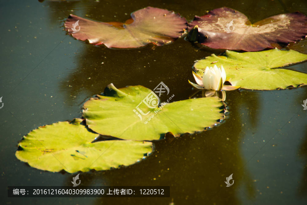 百合花