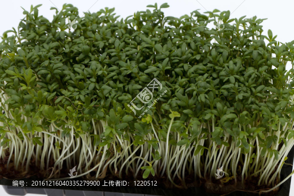 水芹幼苗孤立在白色背景