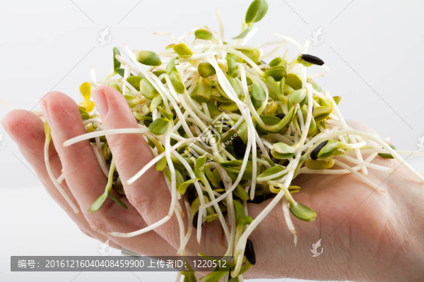 白色背景新鮮苜蓿芽
