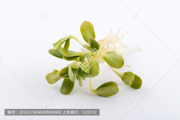 白色背景新鮮苜蓿芽