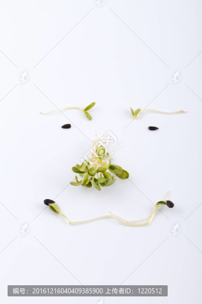 白色背景新鮮苜蓿芽