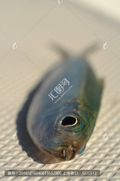 關(guān)閉了沙丁魚的魚
