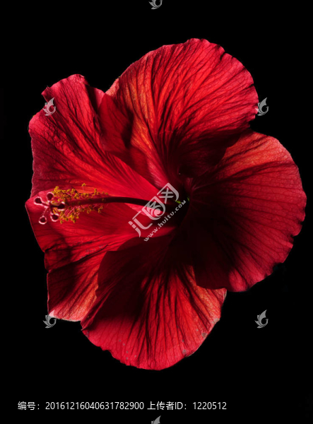 紅色的木槿花在黑