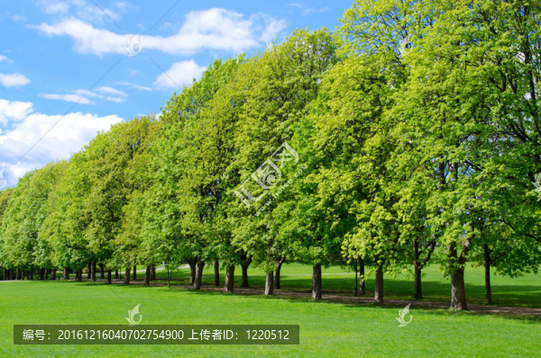 在流行的維格蘭公園樹木線