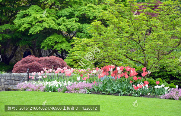 郁金香公園