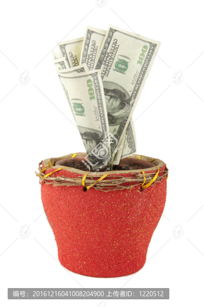 金錢樹