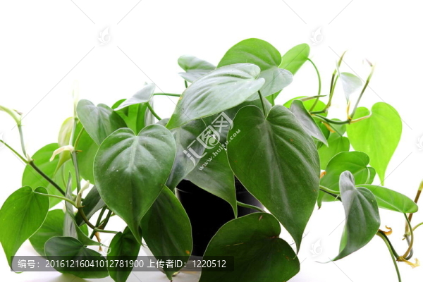 綠蘿的植物