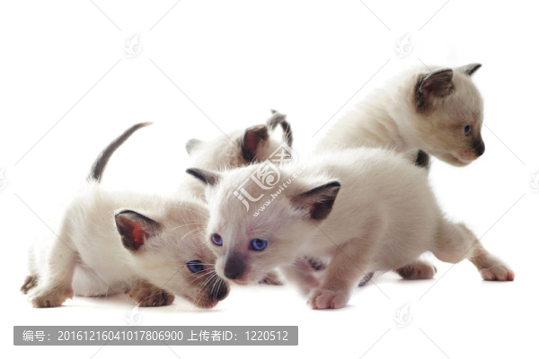 暹羅貓