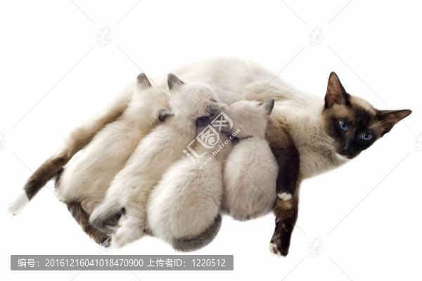 暹羅貓媽媽