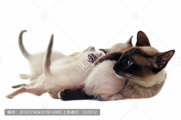 暹羅貓媽媽