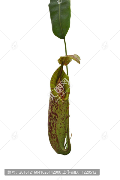 豬籠草
