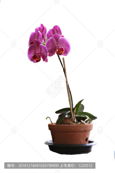 粉紅蘭花隔離白