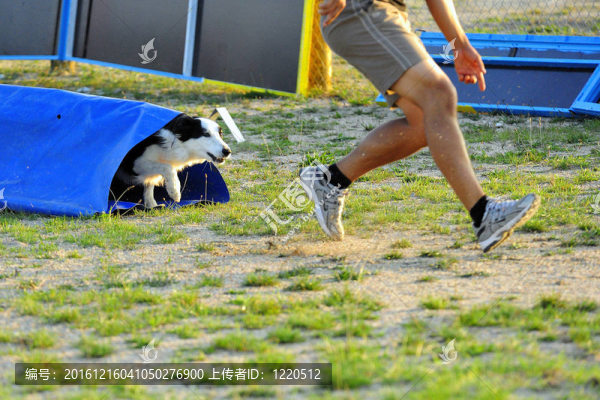 邊境牧羊犬在比賽的靈活性
