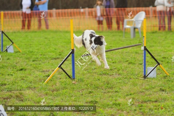 在敏捷測試的邊境牧羊犬