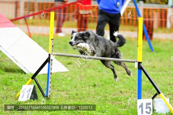 在敏捷測試的邊境牧羊犬