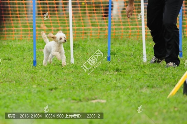 在敏捷測(cè)試玩具貴賓犬