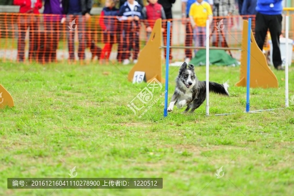 在敏捷測試的邊境牧羊犬