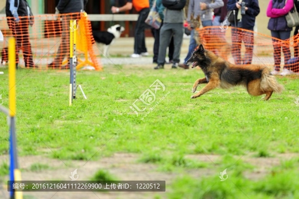 牧羊犬比利時牧羊犬的敏捷測試