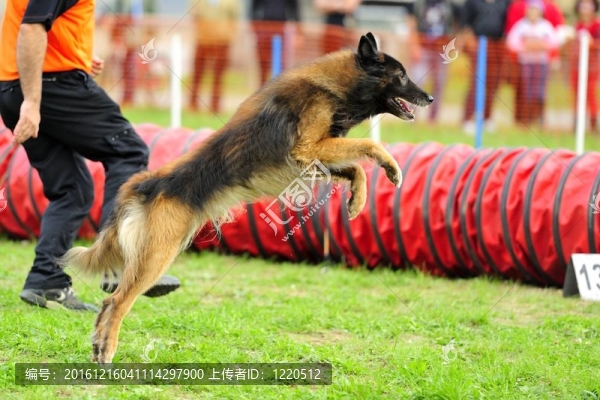 牧羊犬比利時牧羊犬的敏捷測試