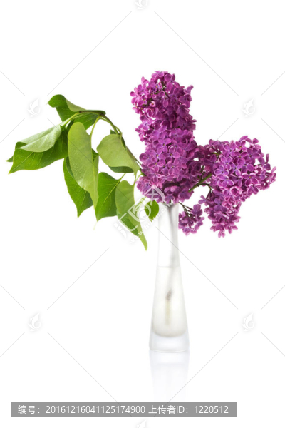 玻璃花瓶里的一束濕丁香