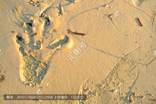 白濕沙地的鱷魚腳印