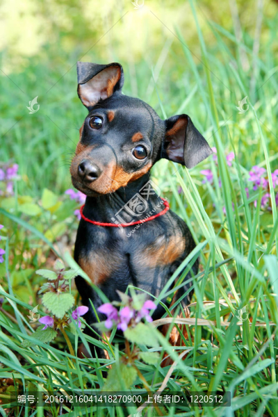 迷你杜賓犬的小狗