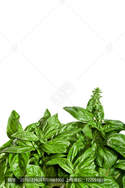 巴茲爾邊境孤立在白色